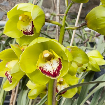 Traditionssorte Cymbidium Orchidee Blumensamen zur Aussaat saisonal Dauerblüher Traditionssorte & ohne Gentechnik Samen Hausgarten