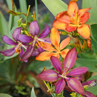 Pardancanda Blumensamen zur Aussaat pflegeleicht Traditionssorte & ohne Gentechnik Samen Hausgarten