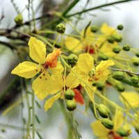 Parkinsonia Aculeata Blumensamen zur Aussaat Bestäuber freundlich Traditionssorte & ohne Gentechnik Samen Hausgarten