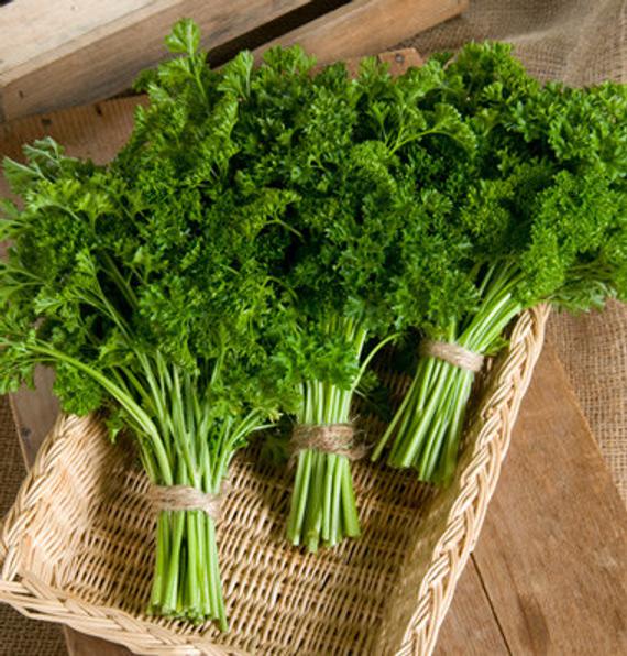 Parsley Blumensamen – Traditionssorte ohne Gentechnik Landhaus Garten Aussaat