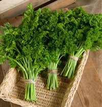 Parsley Blumensamen – Traditionssorte ohne Gentechnik Landhaus Garten Aussaat