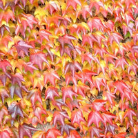 Gelb Rot Boston Ivy Blumensamen zur Aussaat – Halbschatten verträglich – Traditionssorte & ohne Gentechnik Samen Hausgarten