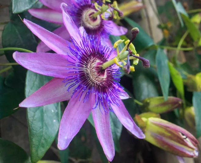 Lila Passionflower Blumensamen zur Aussaat – kompakt Wuchs – Traditionssorte & ohne Gentechnik Samen Hausgarten