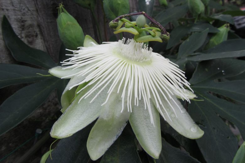 Weiß Passiflora Biflora Blumensamen zur Aussaat Samen elegant Weiß Blüten Gärten