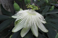 Weiß Passiflora Biflora Blumensamen zur Aussaat Samen elegant Weiß Blüten Gärten