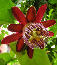 Passiflora Alata Blumensamen zur Aussaat – sonnenliebend – Traditionssorte & ohne Gentechnik Samen Hausgarten