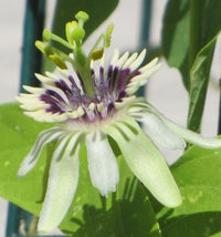 Colinvauxii Passion Blumensamen zur Aussaat – farbenfroh Schau – Traditionssorte & ohne Gentechnik Samen Hausgarten