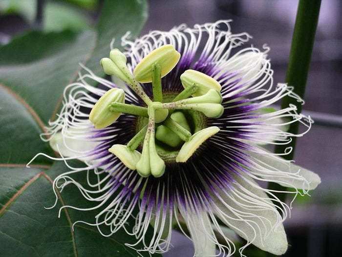 Sweet Grenadilla Passiflora Blumensamen zur Aussaat farbenfroh Schau Traditionssorte & ohne Gentechnik Samen Hausgarten
