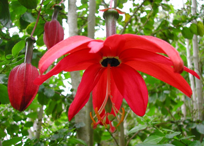 Passiflora Parritae Blumensamen zur Aussaat – saisonal Dauerblüher Traditionssorte & ohne Gentechnik Samen Hausgarten