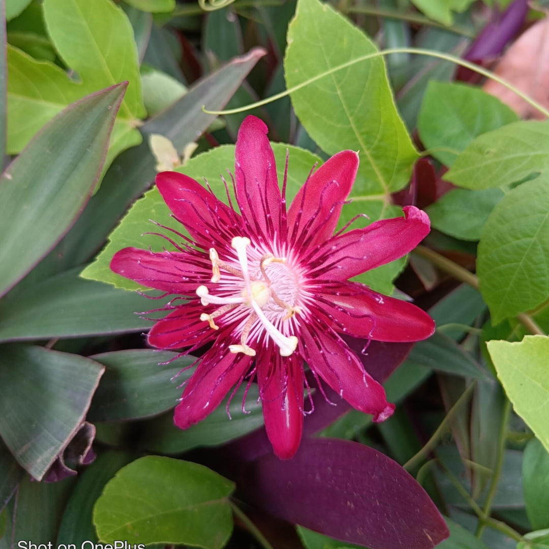 Rosa Weiß Passion Blumensamen zur Aussaat – leuchtend – Traditionssorte & ohne Gentechnik Samen Hausgarten