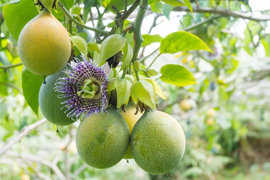 Passions frucht Fruchtsamen für einfaches Anpflanzen