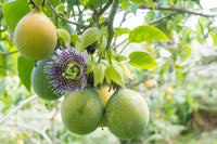Passions frucht Fruchtsamen für einfaches Anpflanzen