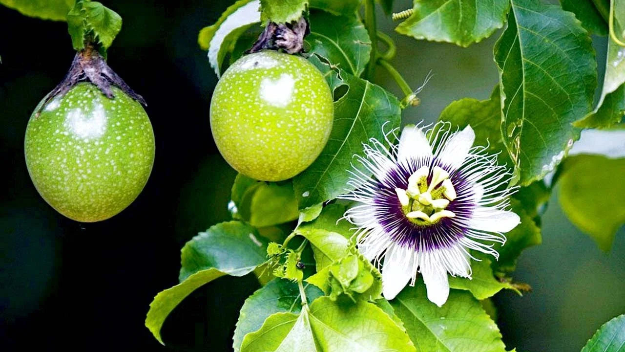 Passions frucht Fruchtsamen für einfaches Anpflanzen