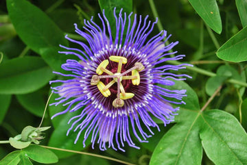 Blau Blumensamen zur Aussaat