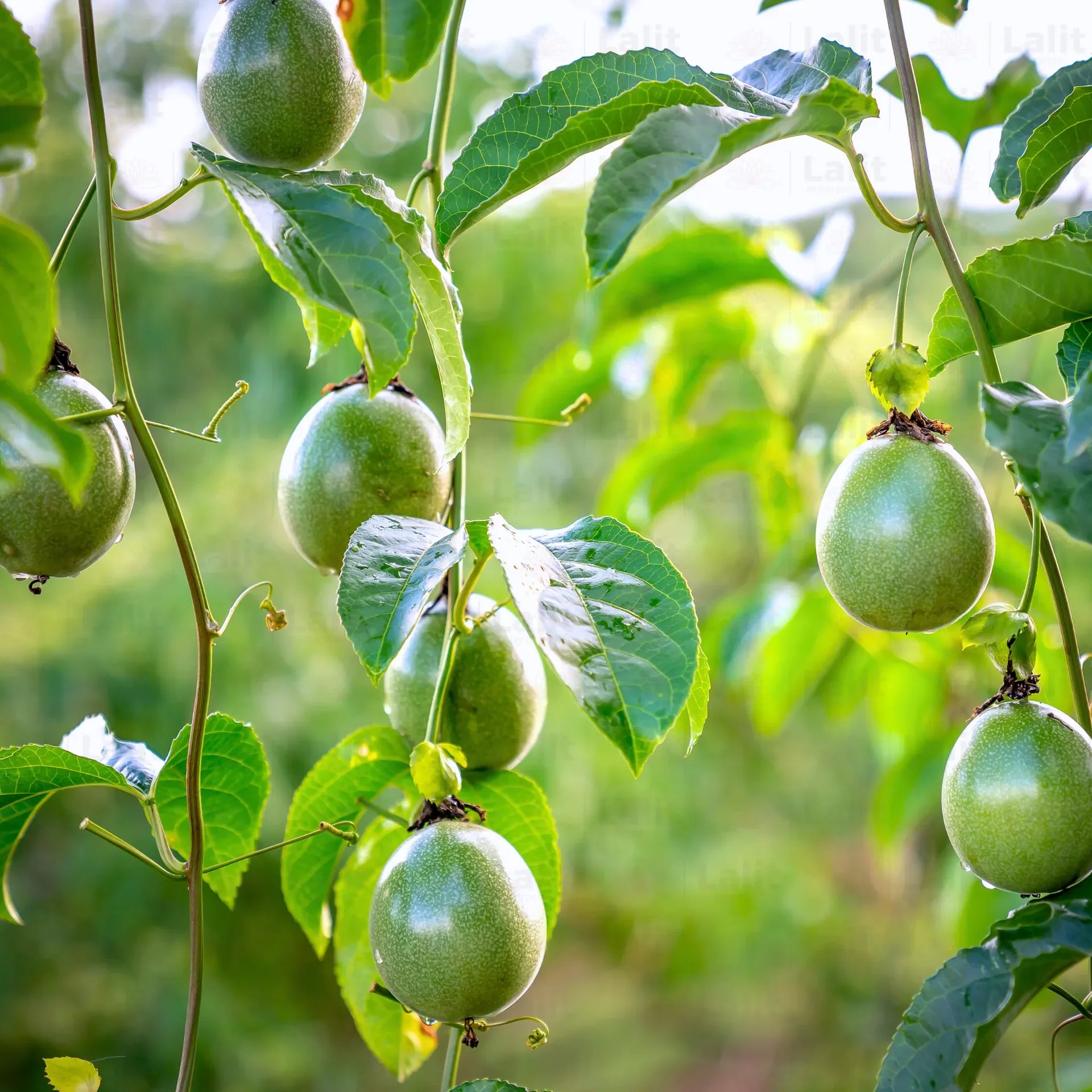 Passions frucht Samen für einfaches Anpflanzen