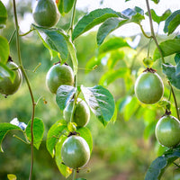 Passions frucht Samen für einfaches Anpflanzen