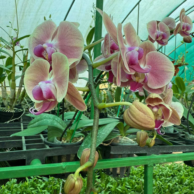 Grün Rosa Schmetterlingsorchidee Orchidee Blumensamen Garten leuchtend Traditionssorte & ohne Gentechnik Samen Hausgarten