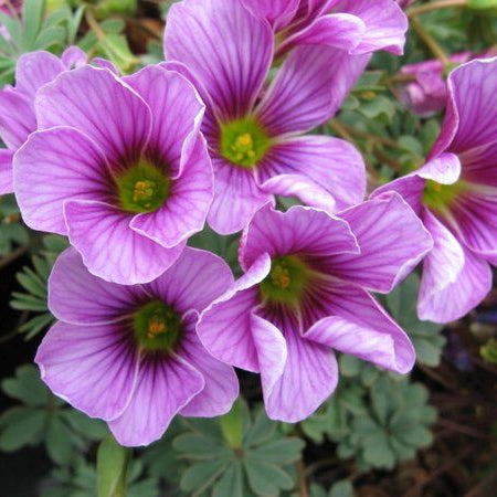 Sauerklee Laciniata Blumensamen zur Aussaat – hochwertige Qualitäts- – Traditionssorte & ohne Gentechnik Samen Hausgarten