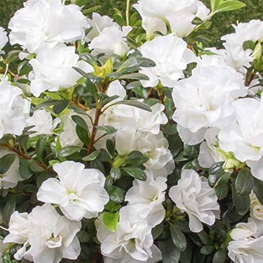 Peaceful weiß azalea pflanzen for garten