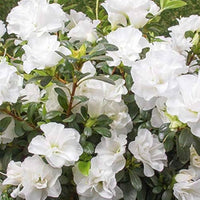 Peaceful weiß azalea pflanzen for garten