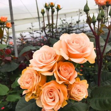 Pfirsichfarben Rose Blumensamen zur Aussaat Drought verträglich Traditionssorte & ohne Gentechnik Samen Hausgarten
