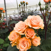 Pfirsichfarben kletternd Rose Blumensamen zur Aussaat – saisonal Dauerblüher – Traditionssorte & ohne Gentechnik Samen Hausgarten