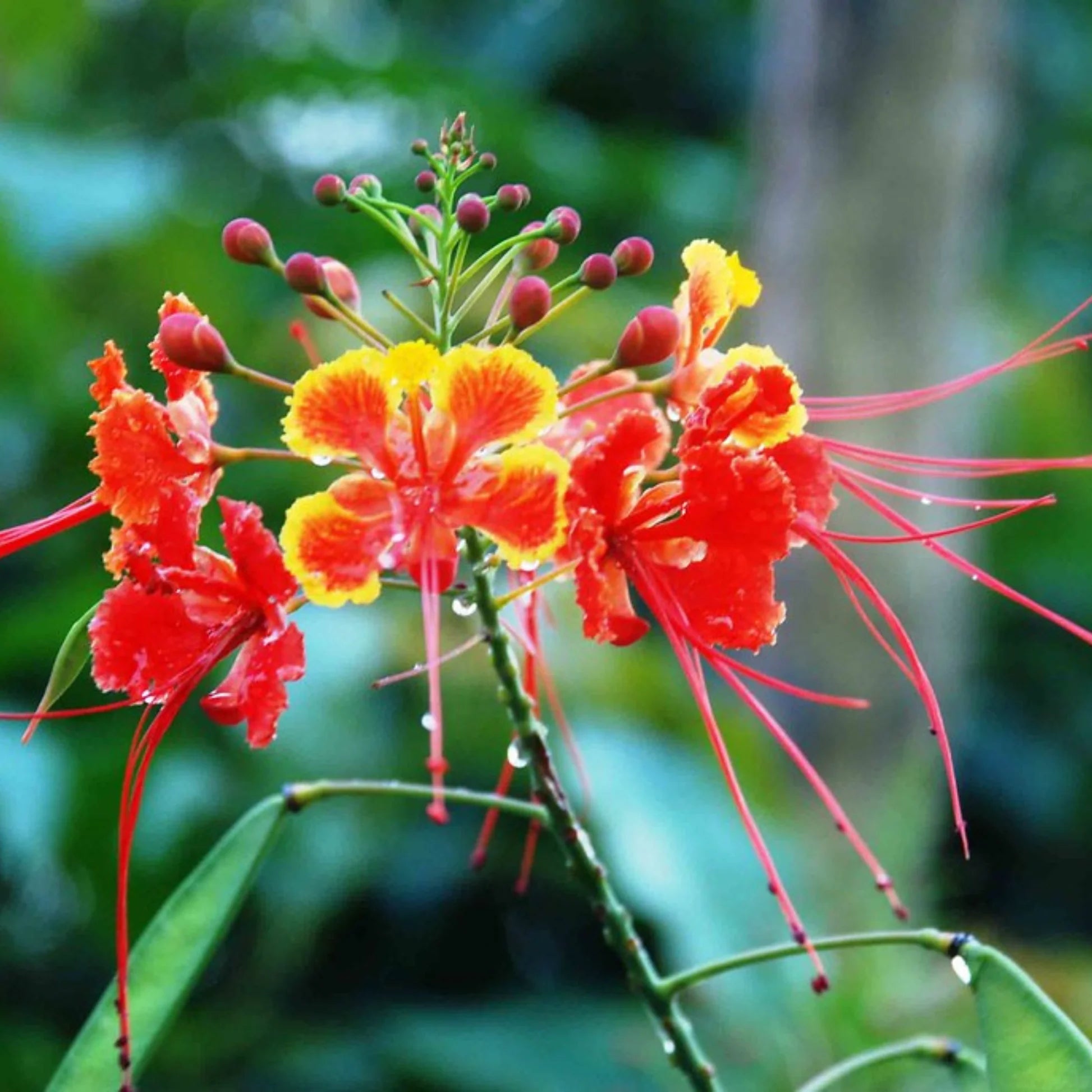 Rot Caesalpinia or Peacock Blumensamen zur Aussaat – Halbschatten verträglich – Traditionssorte & ohne Gentechnik Samen Hausgarten