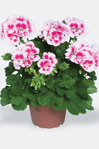 Geranium blume samen for anpflanzung weiß light rosa