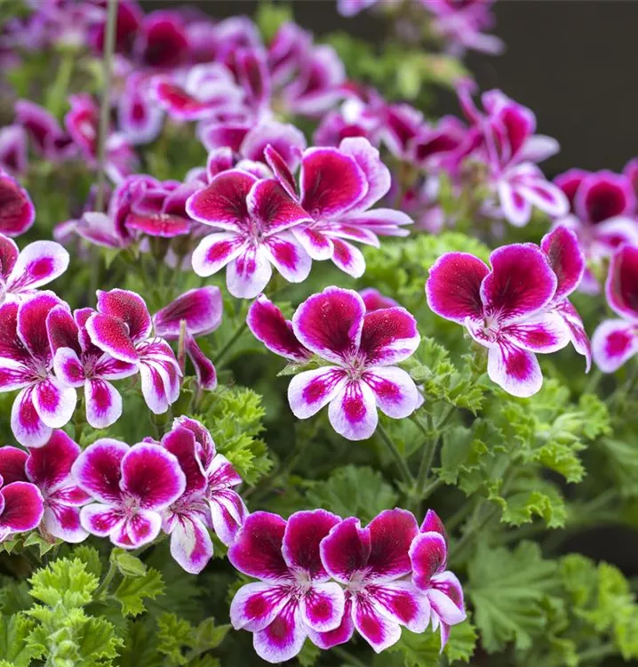 Rose Geranie Pelargonium Blumensamen zur Aussaat Landhaus Garten wichtig Traditionssorte & ohne Gentechnik Samen Hausgarten