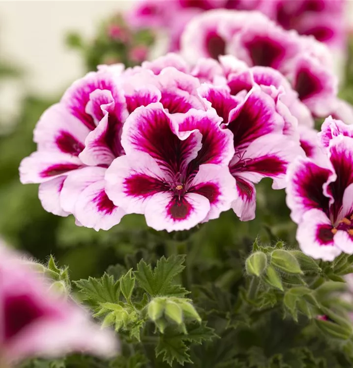 Gemischt Regal Pelargonium Samen zur Aussaat