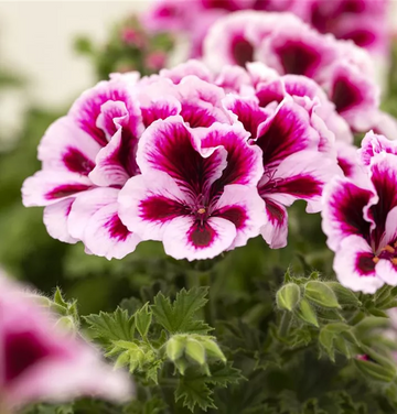 Gemischt Regal Pelargonium Samen zur Aussaat