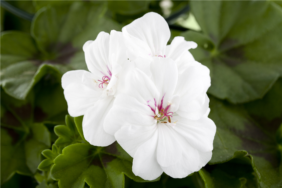 Weiß Mischung Pelargonium Blumensamen zur Aussaat pflegeleicht Traditionssorte & ohne Gentechnik Samen Hausgarten