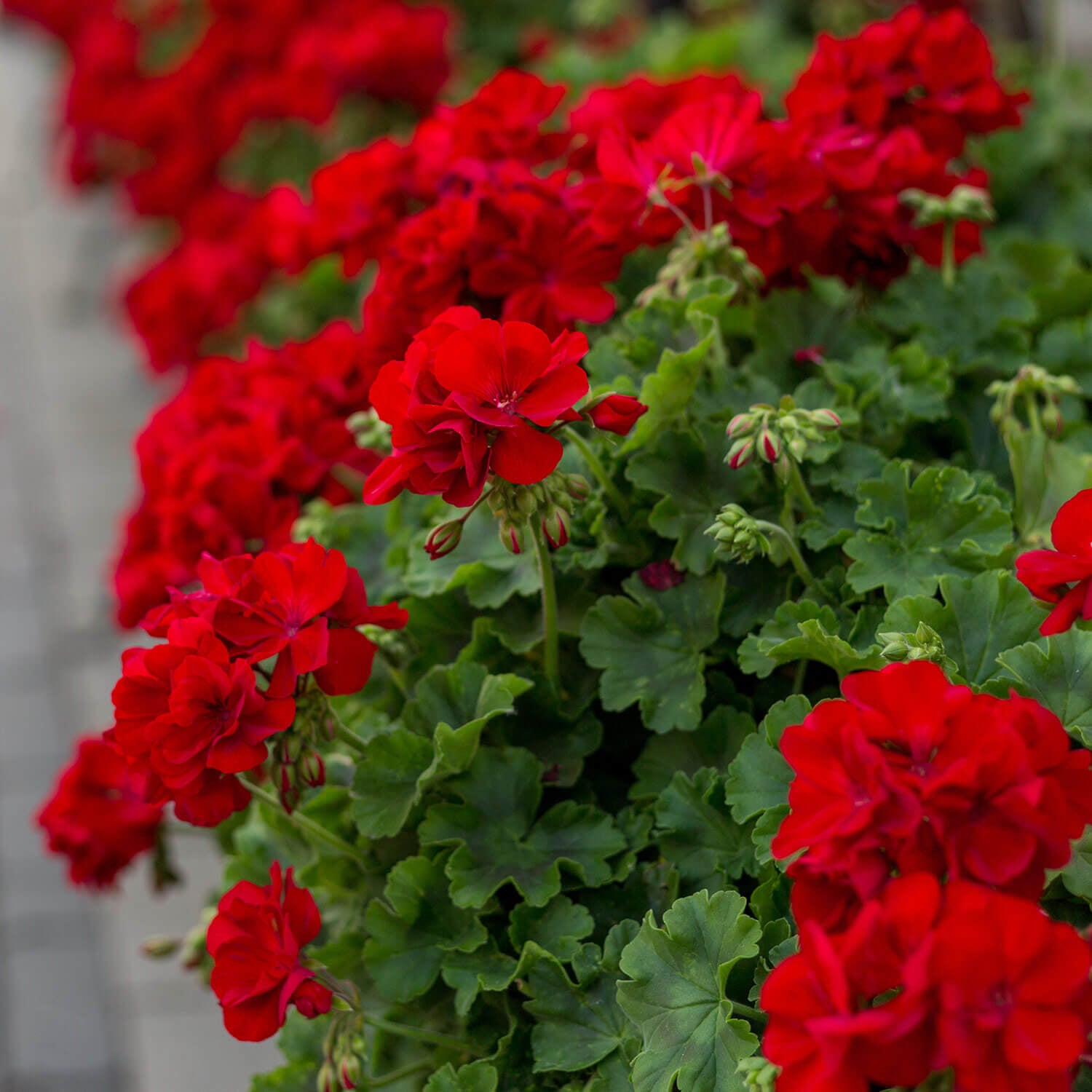 Pelargonium Peltatum Blumensamen zur Aussaat hochwertige Qualitäts- Traditionssorte & ohne Gentechnik Samen Hausgarten