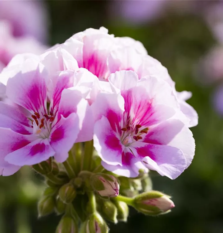 Gemischt Regal Pelargonium Samen zur Aussaat