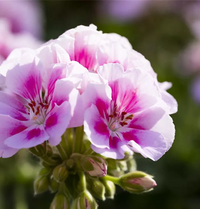 Gemischt Regal Pelargonium Samen zur Aussaat