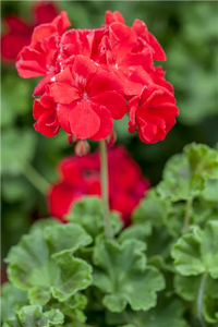 Rot Pelargonium Blumensamen zur Aussaat Halbschatten verträglich Traditionssorte & ohne Gentechnik Samen Hausgarten
