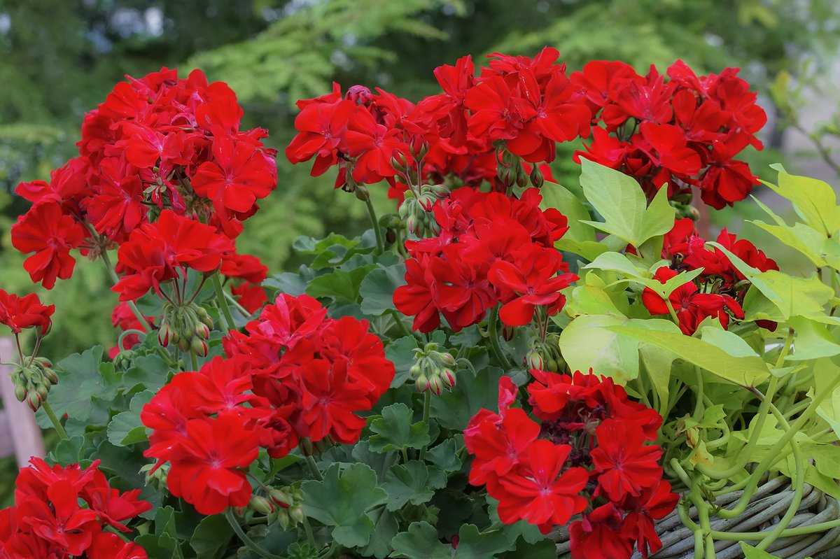 Rosa Rot Geranie Blumensamen zur Aussaat kompakt Wuchs Traditionssorte & ohne Gentechnik Samen Hausgarten