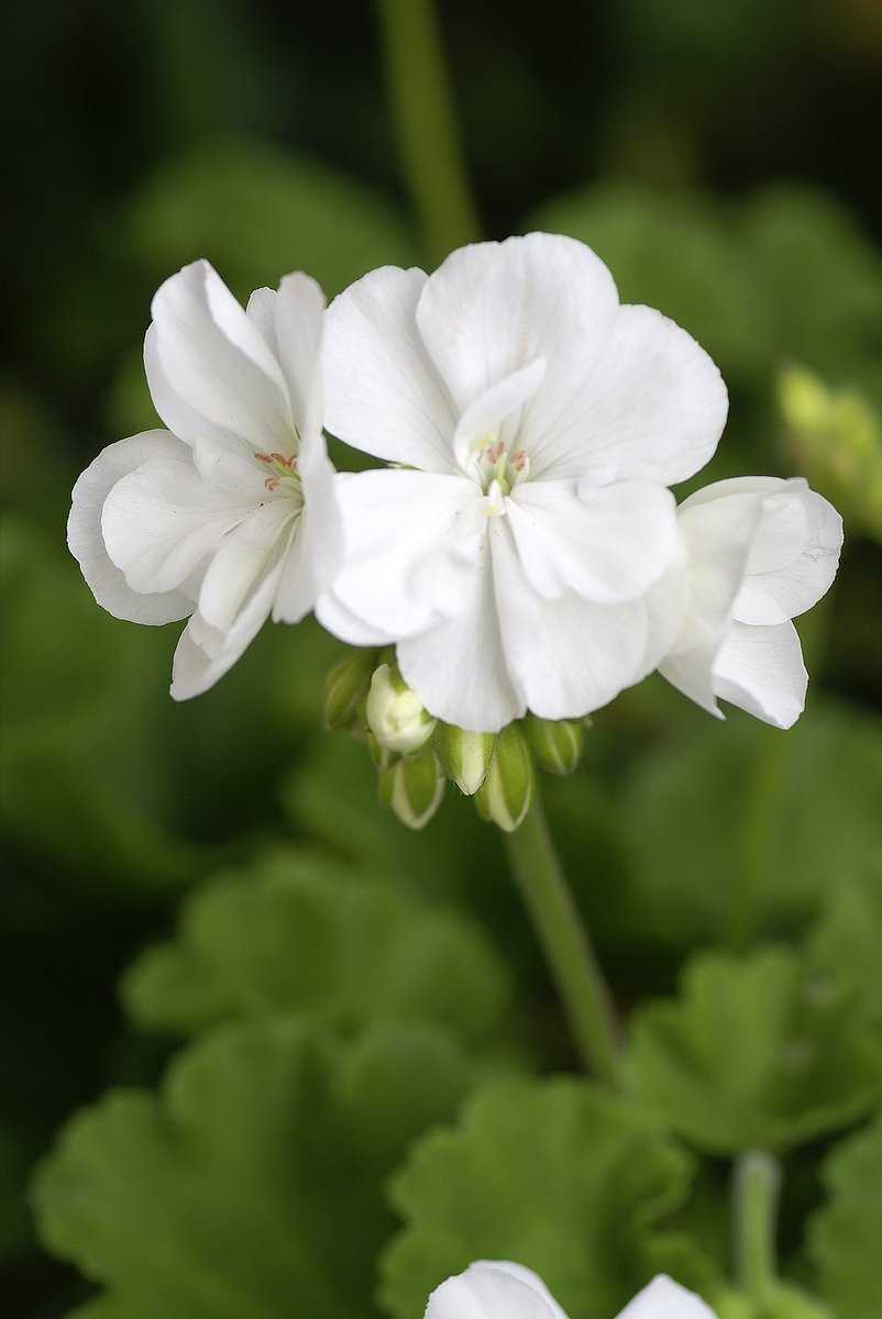 Weiß Geranie Blumensamen zur Aussaat – lang Blüte Saison – Traditionssorte & ohne Gentechnik Samen Hausgarten