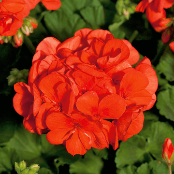 Orange Rot Geranie Blumensamen zur Aussaat saisonal Dauerblüher Traditionssorte & ohne Gentechnik Samen Hausgarten