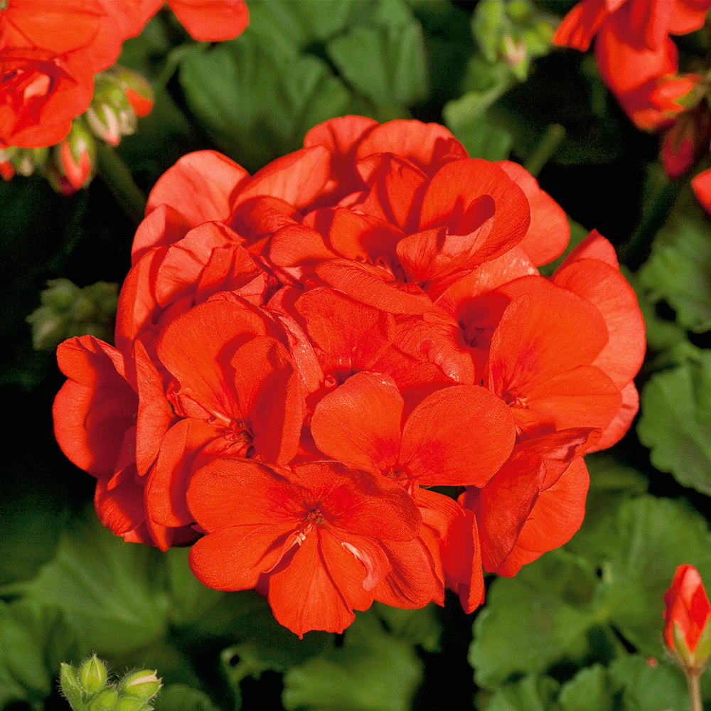 Orange Geranie Blumensamen zur Aussaat – leuchtend – Traditionssorte & ohne Gentechnik Samen Hausgarten