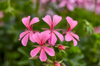Rose Pelargonium Peltatum Samen zur Aussaat Wildblume Mischung Traditionssorte & ohne Gentechnik Samen Hausgarten