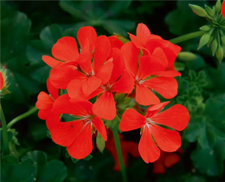 hell Rot Pelargonium Blumensamen zur Aussaat duftend Blüten Traditionssorte & ohne Gentechnik Samen Hausgarten