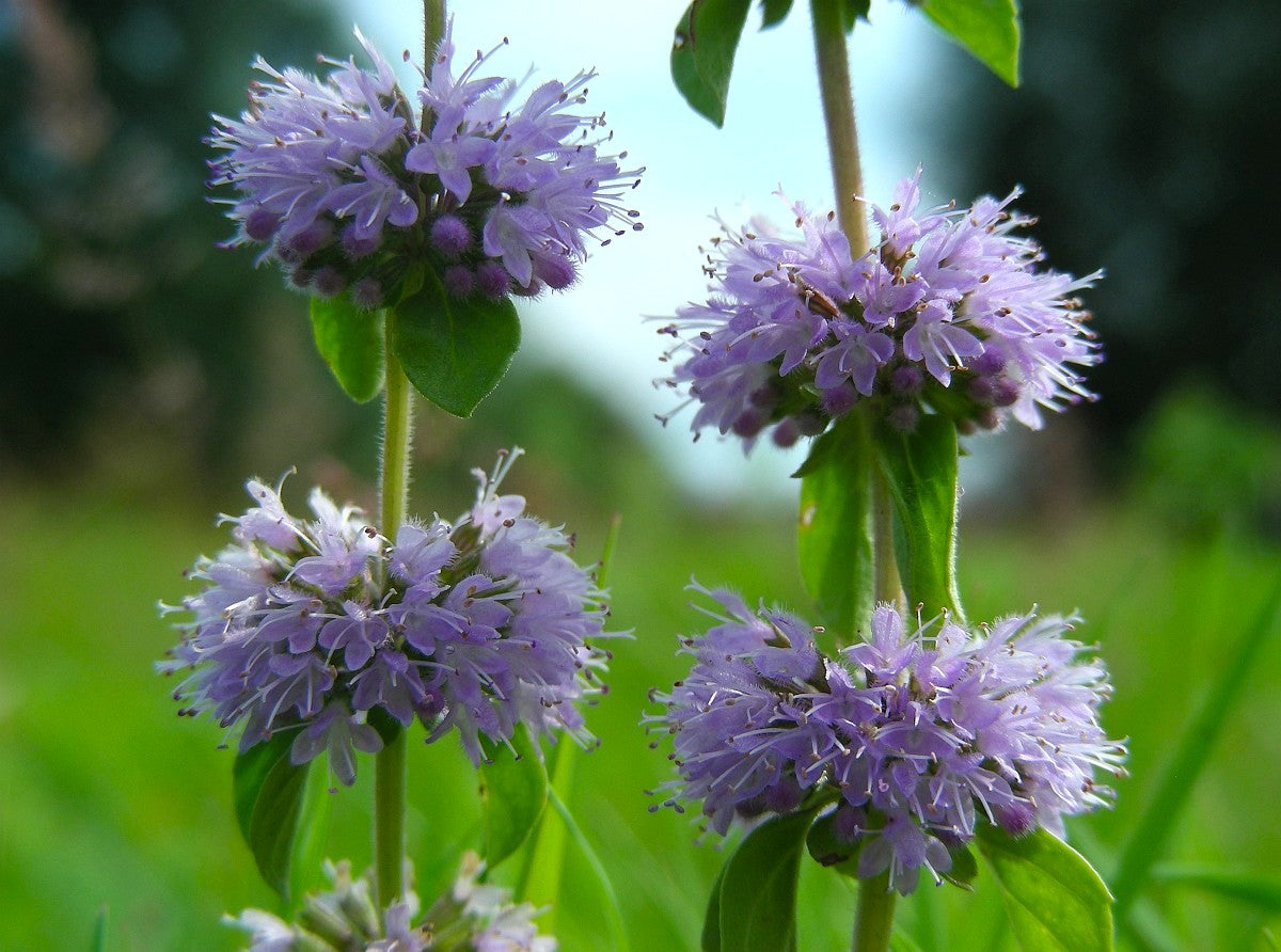 Lila Pennyroyal Blumensamen zur Aussaat hochwertige Qualitäts- Traditionssorte & ohne Gentechnik Samen Hausgarten