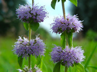 Lila Pennyroyal Blumensamen zur Aussaat hochwertige Qualitäts- Traditionssorte & ohne Gentechnik Samen Hausgarten