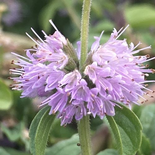 Lila Pennyroyal Blumensamen zur Aussaat hochwertige Qualitäts- Traditionssorte & ohne Gentechnik Samen Hausgarten