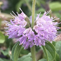 Lila Pennyroyal Blumensamen zur Aussaat hochwertige Qualitäts- Traditionssorte & ohne Gentechnik Samen Hausgarten