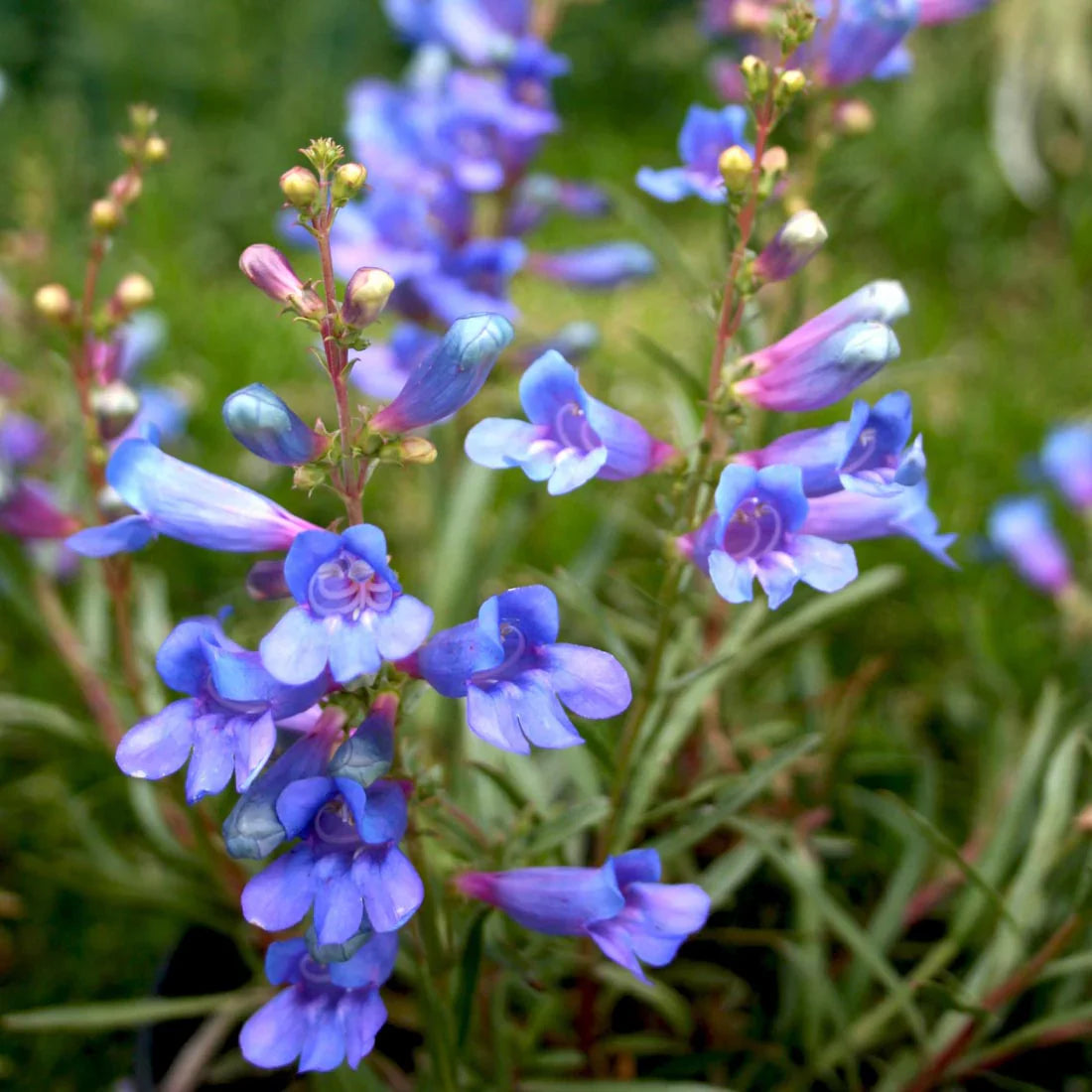 Blau heterophyllus blume samen for anpflanzung - hardy variety, heirloom & gmo free samen for home garten
 
 sale for anpflanzung in home garten