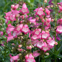 Rosa Penstemon Strictus Blumensamen zur Aussaat – hochwertige Qualitäts- – Traditionssorte & ohne Gentechnik Samen Hausgarten