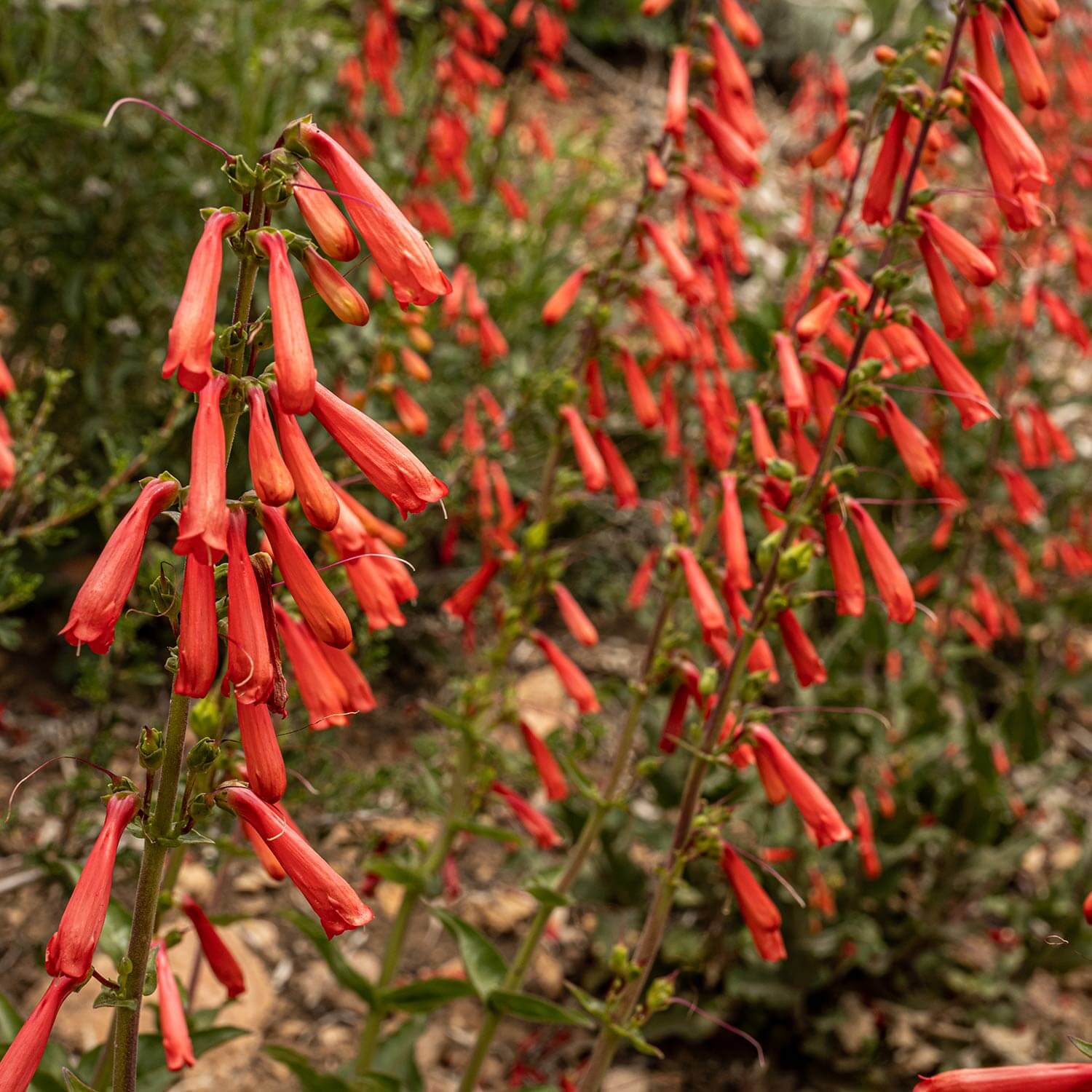Traditionssorte Penstemon Eatonii Blumensamen zur Aussaat ideal Rabatten Traditionssorte & ohne Gentechnik Samen Hausgarten