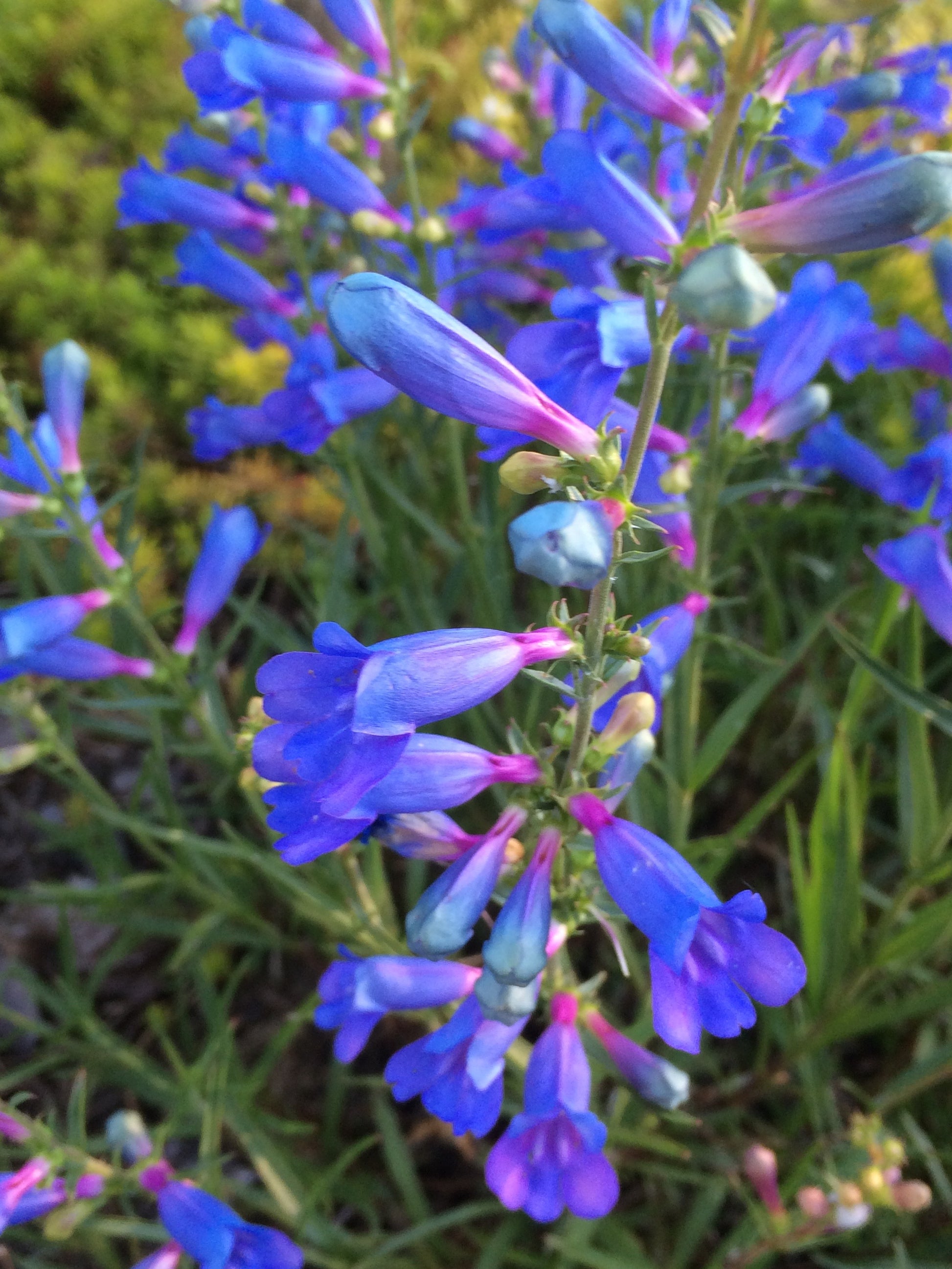 Lila Mexicali Sunburst Penstemon Samen – ideal zur Aussaat